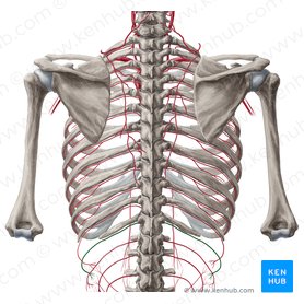 Abdominal wall: Layers, muscles and fascia | Kenhub
