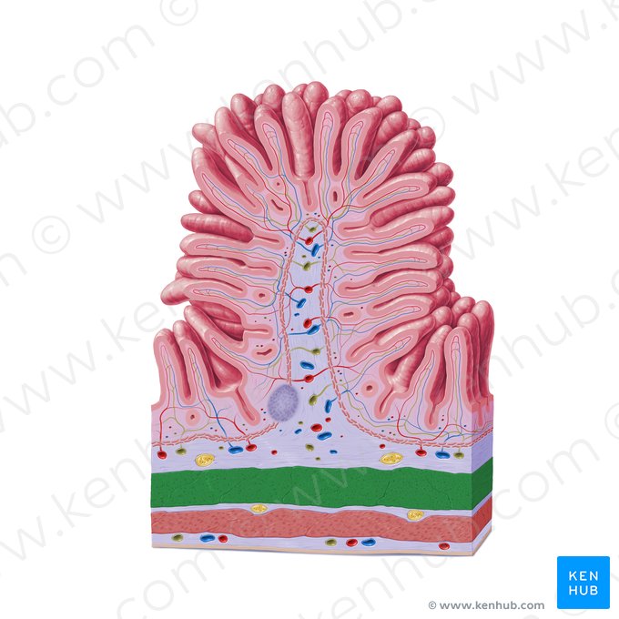 Stratum circulare internum tunicae muscularis (Innere Ringmuskelschicht der Tunica muscularis); Bild: Paul Kim