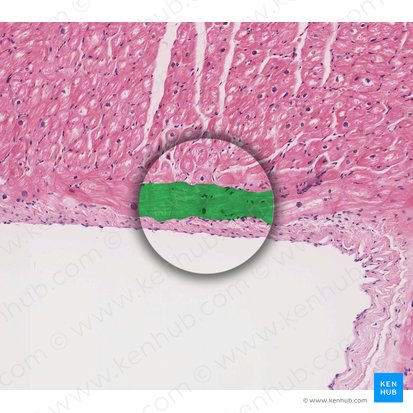 Fascículo de fibras de Purkinje (Neurofibrae purkinjensia); Imagen: 