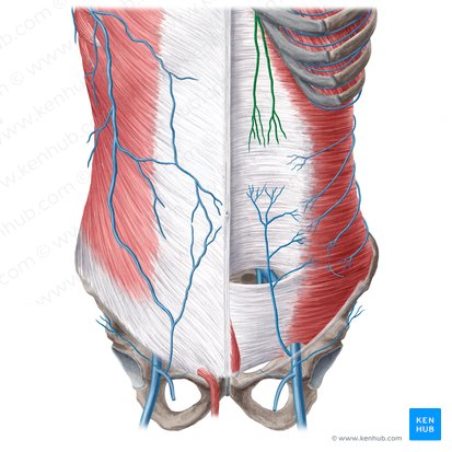 Superior epigastric vein (Vena epigastrica superior); Image: Yousun Koh