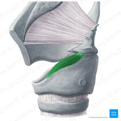 Musculus cricoarytenoideus lateralis (Seitlicher Ringknorpel-Stellknorpel-Muskel); Bild: Yousun Koh