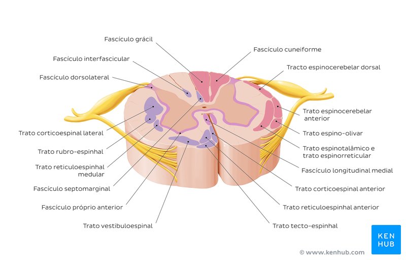 Diagrama dos tratos da medula espinal.