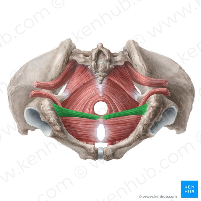 Músculo transverso superficial del periné (Musculus transversus superficialis perinei); Imagen: Liene Znotina