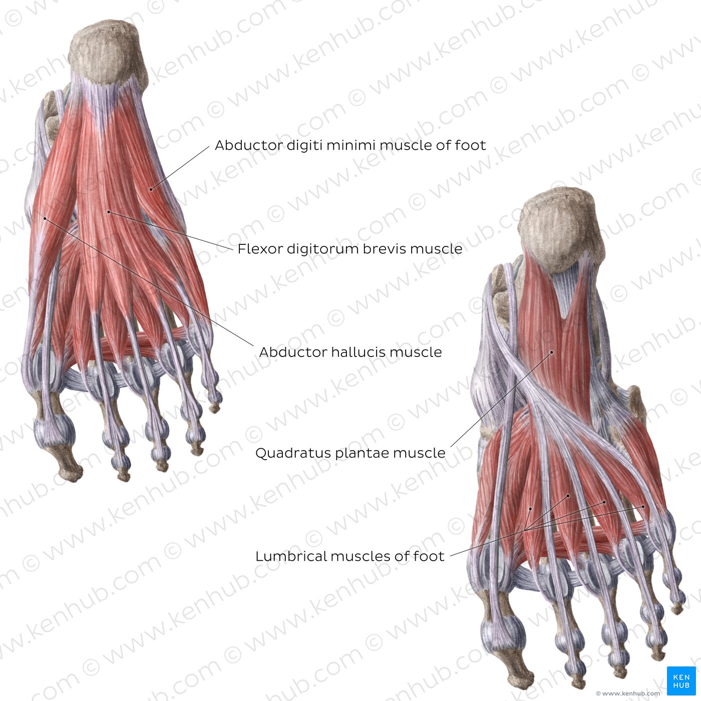 1st and 2nd plantar layers of the foot