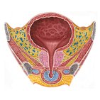 Male urinary bladder and urethra