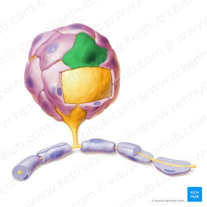 Cellule satellite (Gliocytus ganglionicus); Image : Paul Kim