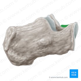 Facies articularis talaris anterior calcanei (Vordere Sprungbeingelenkfläche des Fersenbeins); Bild: Samantha Zimmerman
