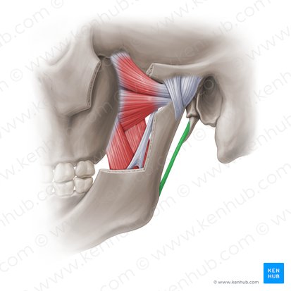 Stylomandibular ligament (Ligamentum stylomandibulare); Image: Paul Kim