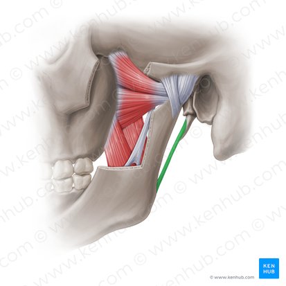 Ligamento estilomandibular (Ligamentum stylomandibulare); Imagen: Paul Kim