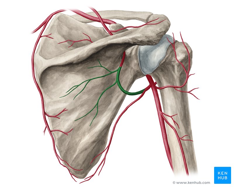 Circumflex scapular artery (Arteria circumflexa scapulae)