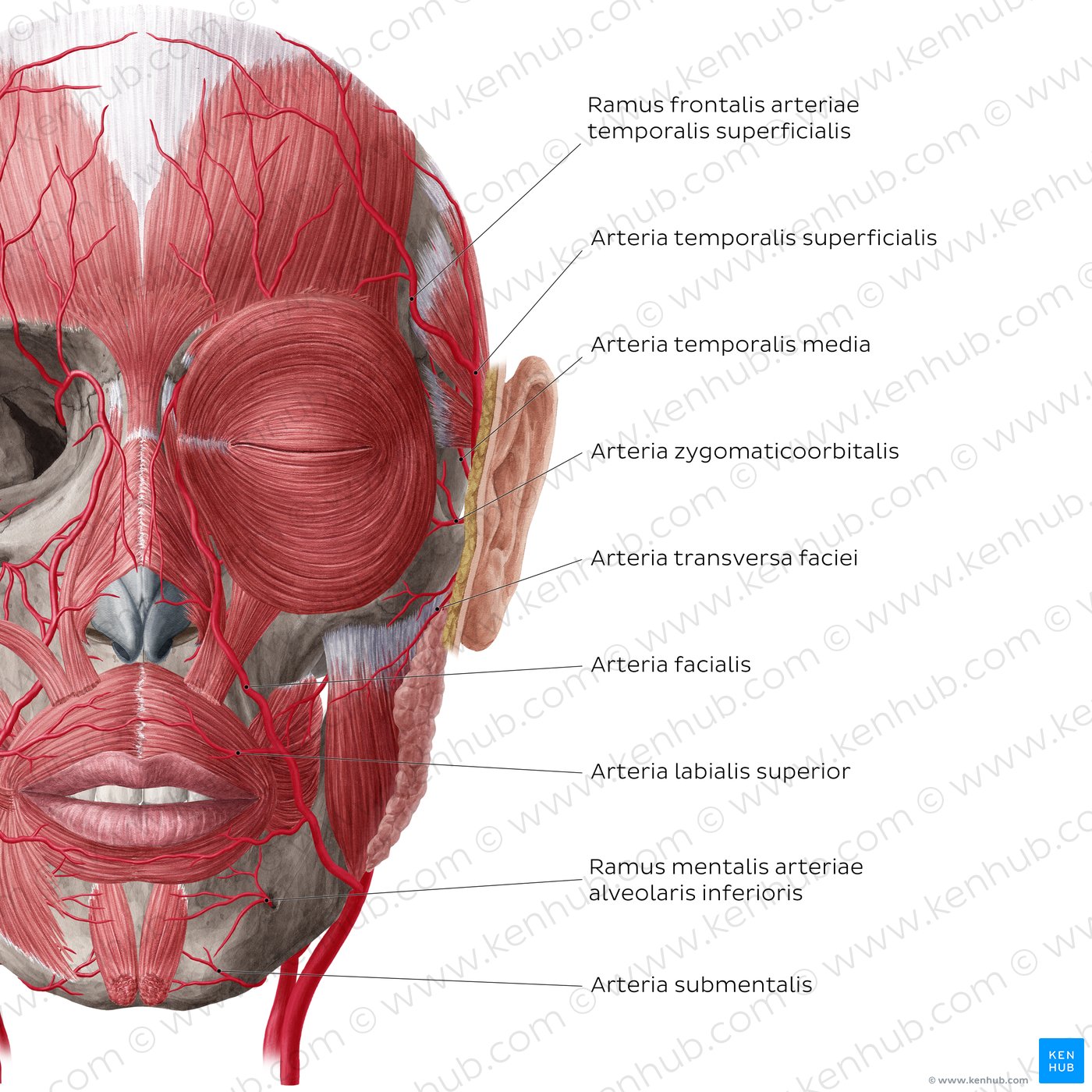 Arteries of face and scalp (Anterior view: superficial)
