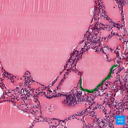 Epitelio folicular (Epithelium follicularis); Imagen: 