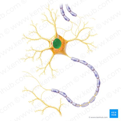 Núcleo de la neurona (Nucleus neuronalis); Imagen: Paul Kim