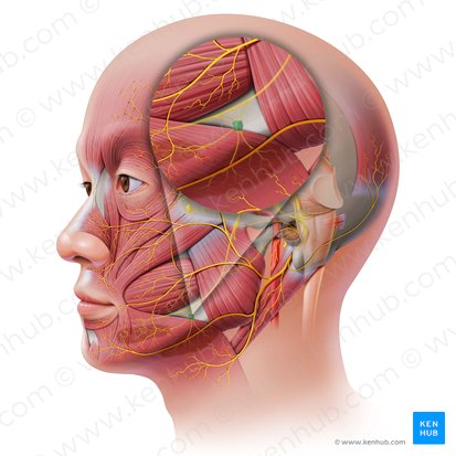 The Mandibular Division of the Trigeminal Nerve (CNV3) - TeachMeAnatomy