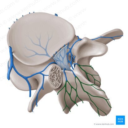 Plexus venosus vertebralis externus posterior (Hinteres äußeres Wirbelvenengeflecht); Bild: Paul Kim