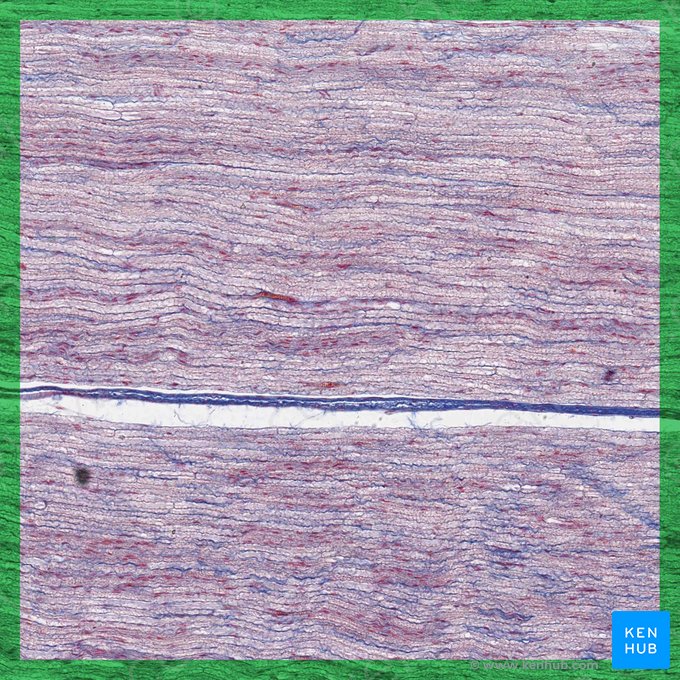 Nervous tissue (Textus nervosus); Image: 