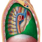 Pleural cavity