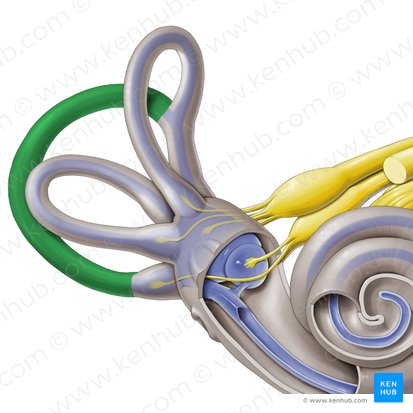 Conducto semicircular posterior (Canalis semicircularis posterior); Imagen: Paul Kim