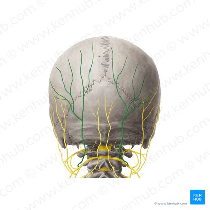 Nervo occipital maior (Nervus occipitalis major); Imagem: Yousun Koh