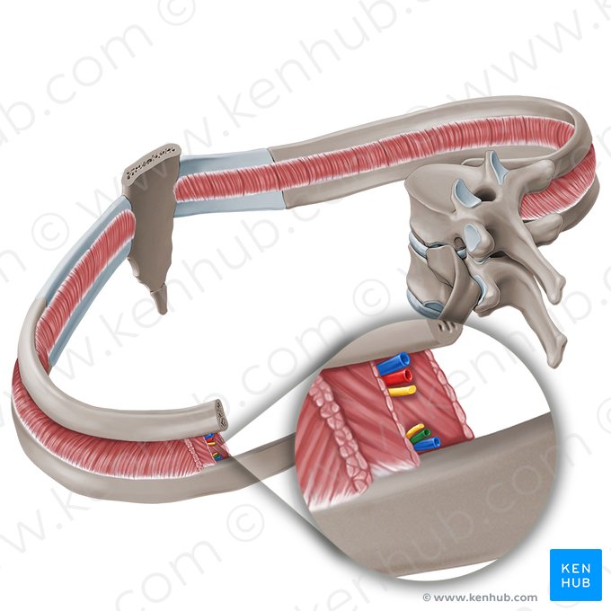 Ramo colateral da artéria intercostal posterior (Ramus collateralis arteriae intercostalis posterioris); Imagem: Paul Kim