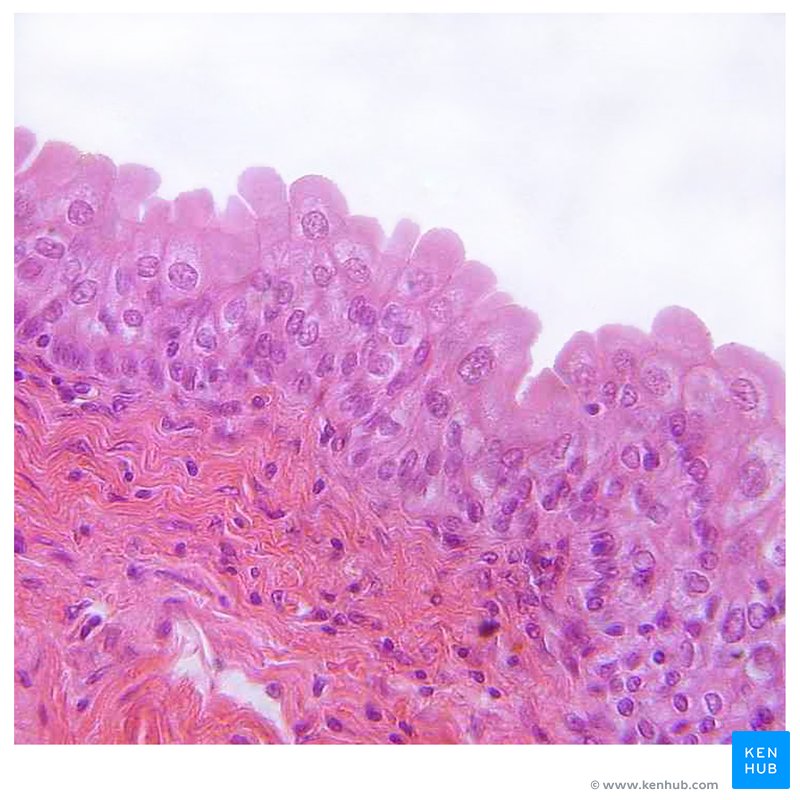 Transitional epithelium