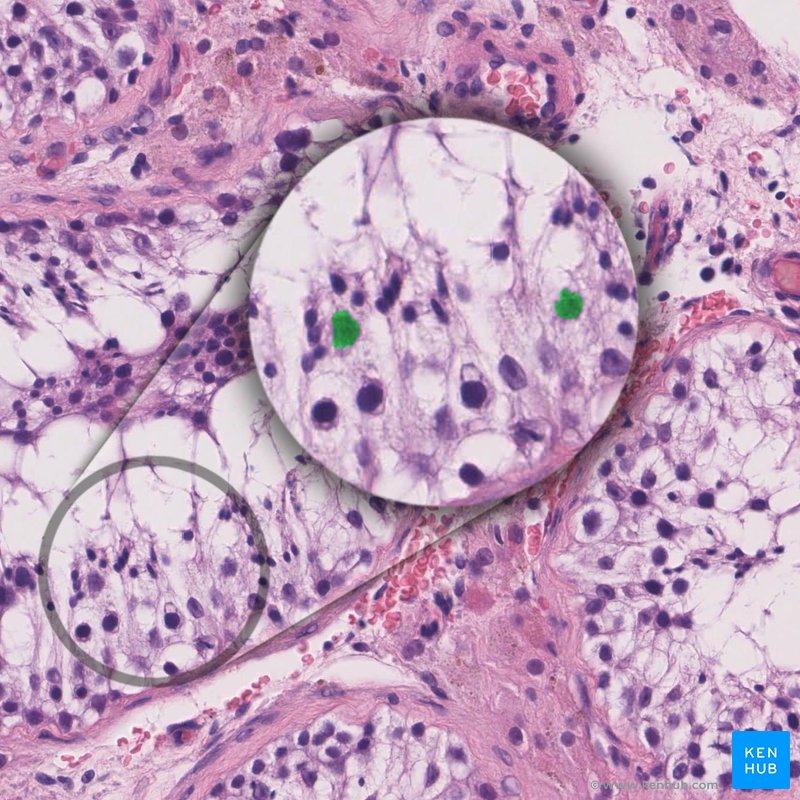 Primary spermatocytes - histological slide