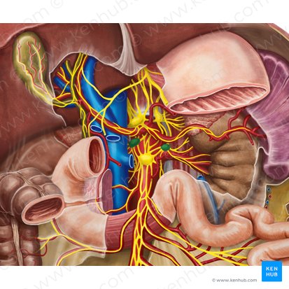 Aorticorenal ganglia (Ganglia aorticorenalia); Image: Irina Münstermann