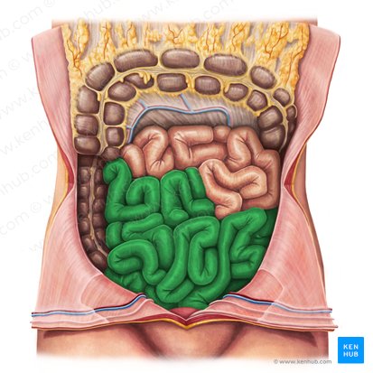 Ileum (Krummdarm); Bild: Irina Münstermann