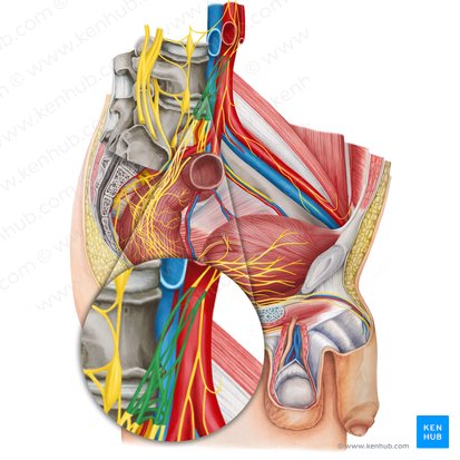 Superior hypogastric plexus (Plexus hypogastricus superior); Image: Irina Münstermann