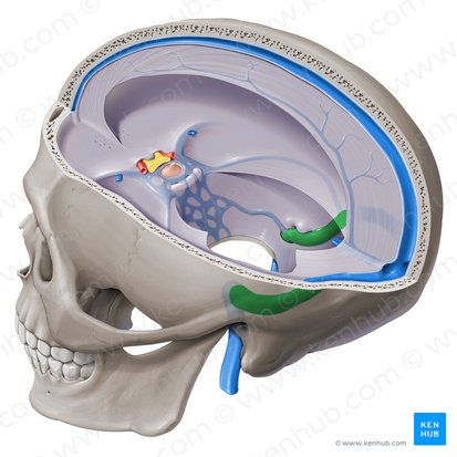 Sigmoid sinus (Sinus sigmoideus); Image: Paul Kim