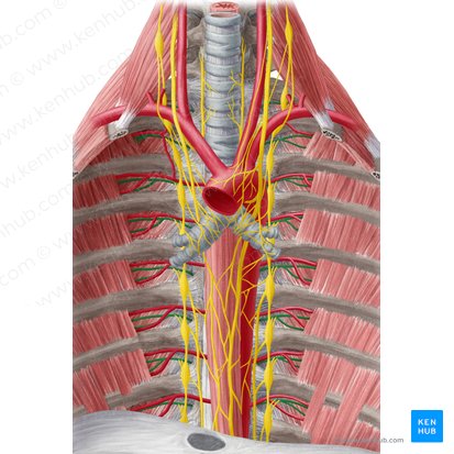 Intercostal nerve (Nervus intercostalis); Image: Yousun Koh