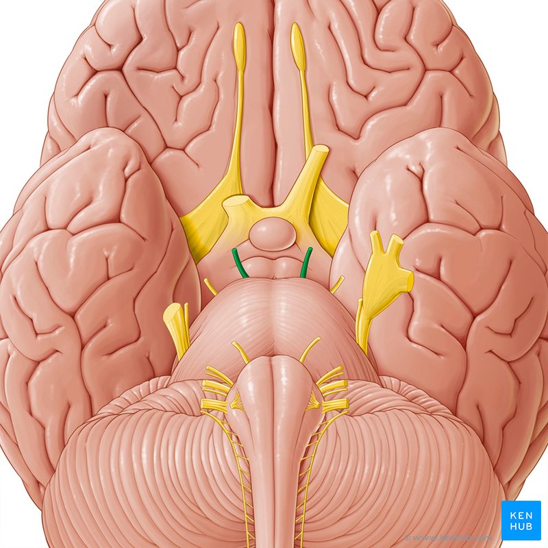 Oculomotor nerve: Caudal view