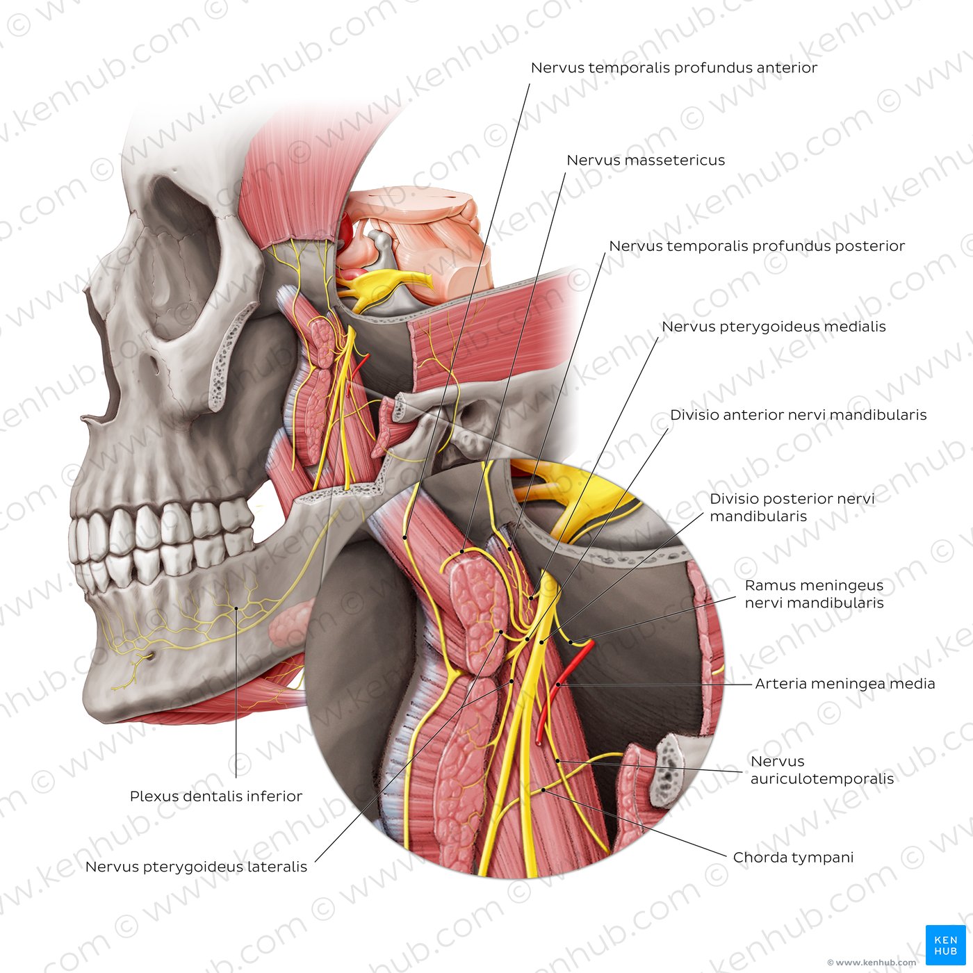 Nervus mandibularis   Anatomie, Verlauf, Äste   Kenhub