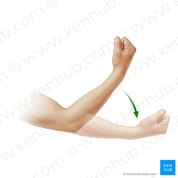 Extension of forearm (Extensio antebrachii); Image: Paul Kim
