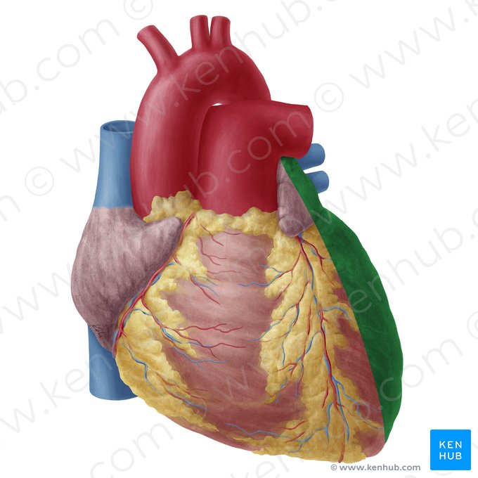 Superfície esquerda do coração (Facies sinistra cordis); Imagem: Yousun Koh