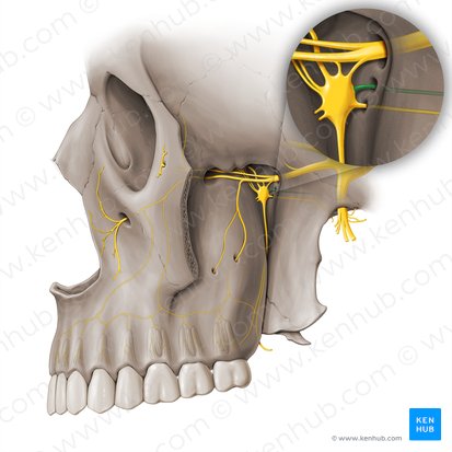 Nerve of pterygoid canal (Nervus canalis pterygoidei); Image: Paul Kim