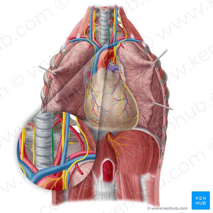 Nervo laríngeo recorrente esquerdo (Nervus laryngeus recurrens sinister); Imagem: Yousun Koh
