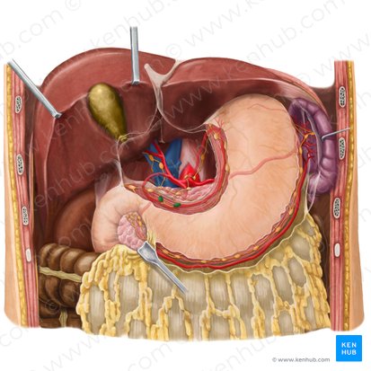 Right gastric lymph nodes (Nodi lymphoidei gastrici dextri); Image: Begoña Rodriguez