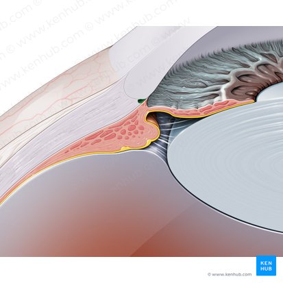 Venous sinus of sclera (Sinus venosus sclerae); Image: Paul Kim