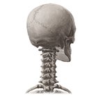 Anatomy of the skull