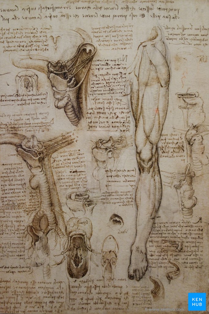 Les dissections de Da Vinci