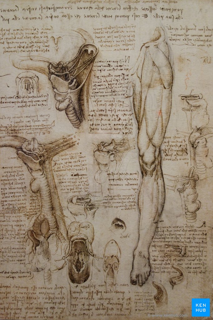 DaVinci's Dissections