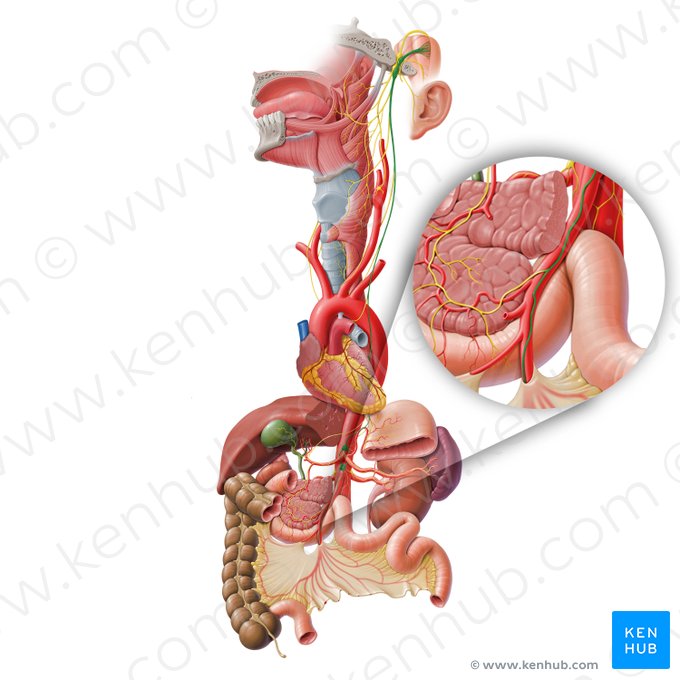Ramo intestinal do nervo vago (Ramus intestinalis nervi vagi); Imagem: Paul Kim