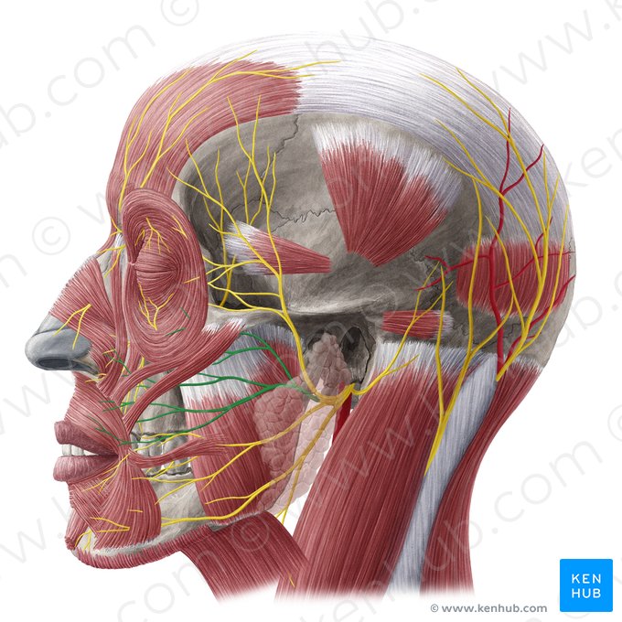 Zygomatic branches of facial nerve (Rami zygomatici nervi facialis); Image: Yousun Koh