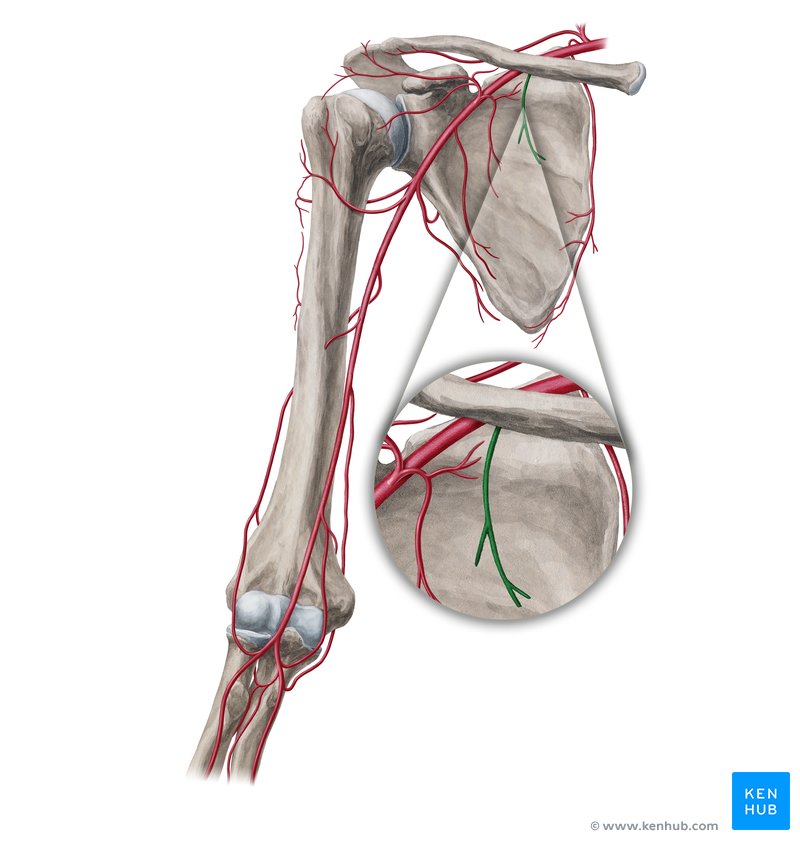 Superior thoracic artery (Arteria thoracica superior)