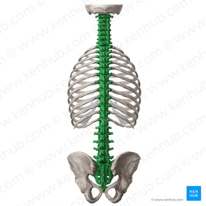 Coluna vertebral (Columna vertebralis); Imagem: Yousun Koh