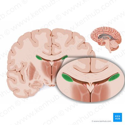 Cuerpo del núcleo caudado (Corpus nuclei caudati); Imagen: Paul Kim