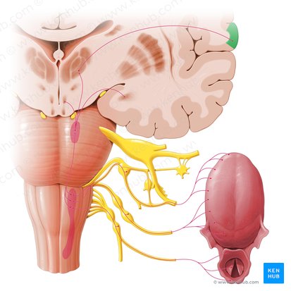 Corteza sensorial gustativa (Cortex gustatorius); Imagen: Paul Kim