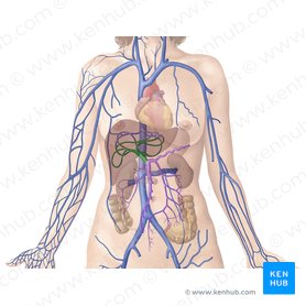 Hepatic portal vein: Anatomy, function, clinical points | Kenhub