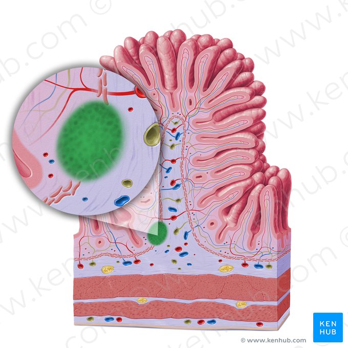 Nódulo linfoide (Nodulus lymphoideus); Imagem: Paul Kim